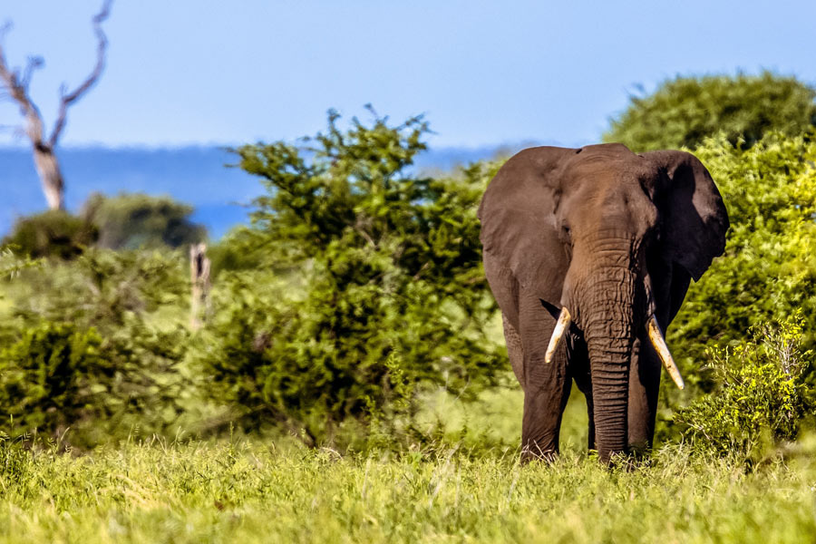 AfriCamps-at-Hoedspruit-(94) africamps-mackers-hazyview-south-africa-safari-glamping-elephant-kruger