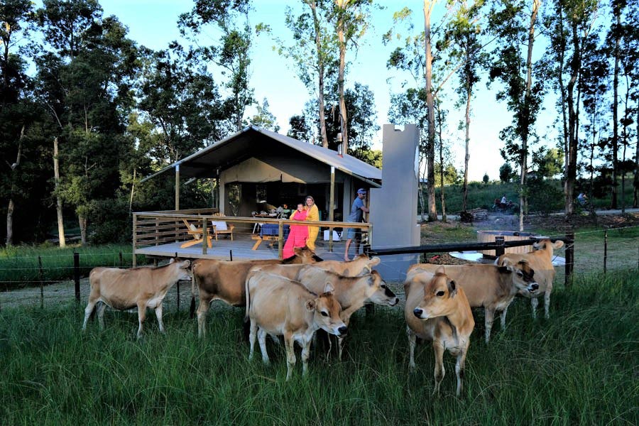 DSCF2195 africamps-oakhurst-wilderness-garden-route-south-africa-glamping-tent-dairy-farm