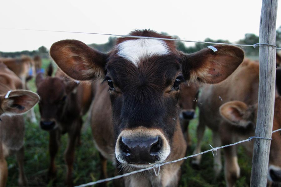 FB_OH_Chantelle-Terblanche_farm_dairy_cow_animal africamps-oakhurst-wilderness-garden-route-south-africa-glamping-dairy-farm-cow
