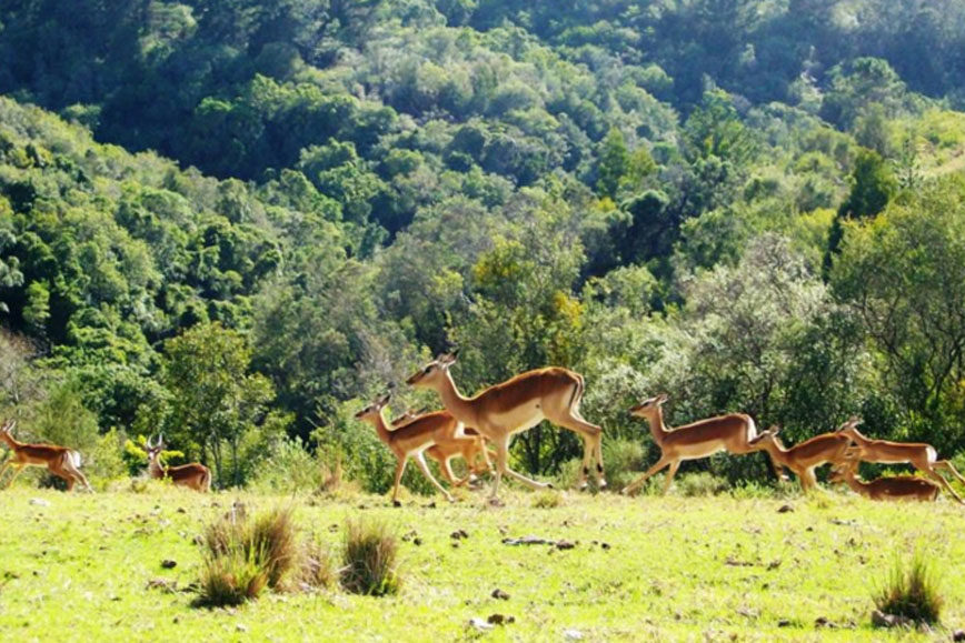 africamps-at-ingwe-040-(2) wildlife-and-nature-at-africamps-at-ingwe-in-plettenberg-bay-garden-route