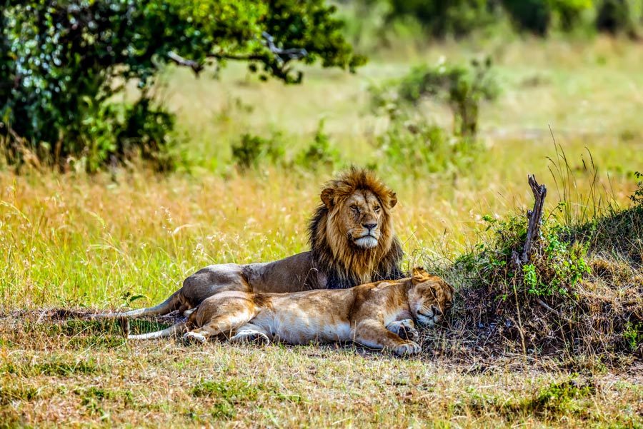 AfriCamps-at-Hoedspruit-(100)