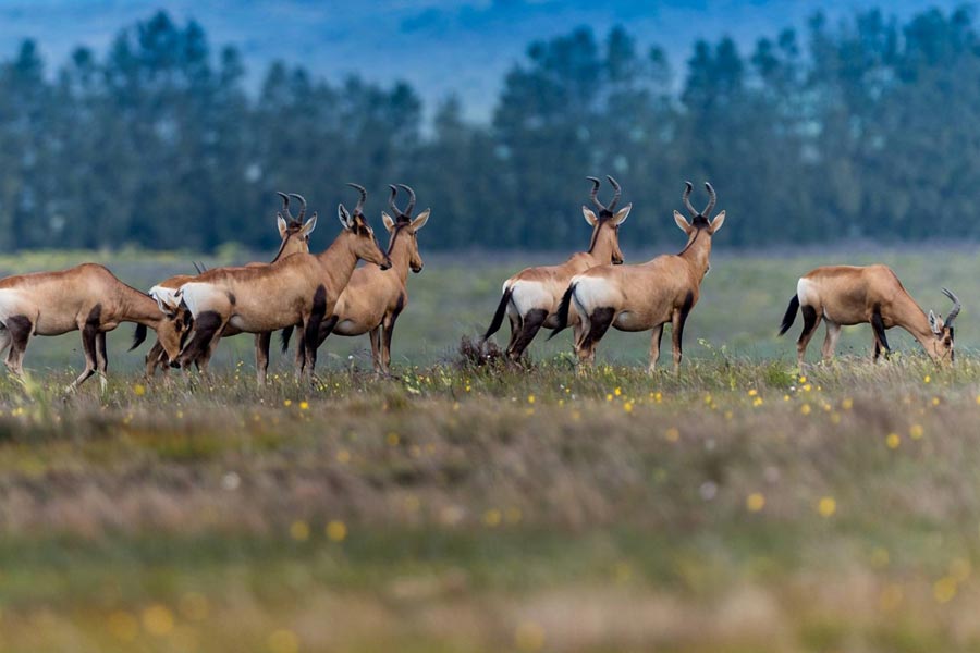 bontebok-national-park-swellendam-south-africa