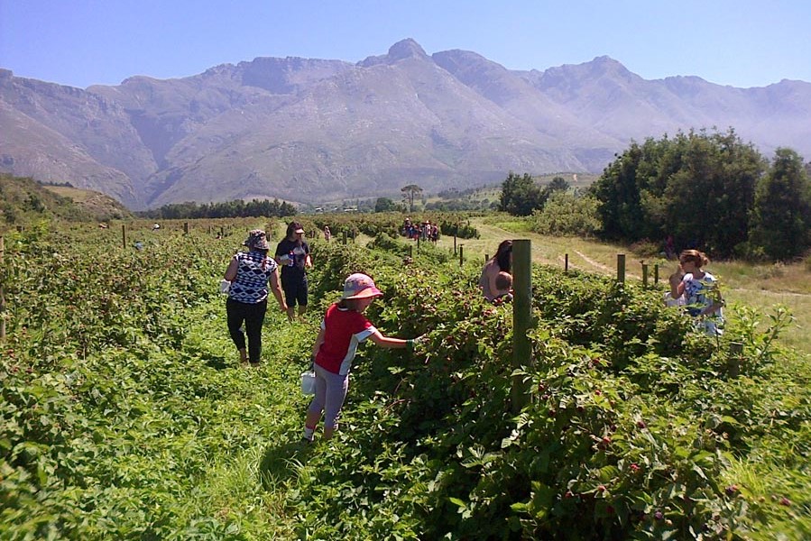berry-picking-at-wildebraam-berry-estate-swellendam