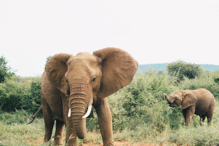 africamps addo activities welcome (5)